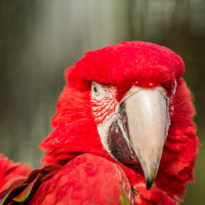 055-2015-02-08 Dierentuin Blijdorp