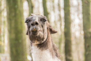 055-2015-12-12 Yill in dierenpark Rhenen