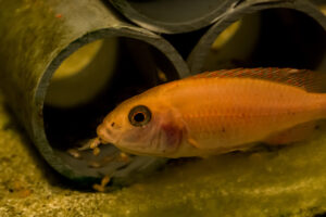 056-2014-12-18 Aquaria Hans Eijken