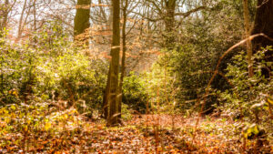 056-2015-02-22 Park Overvoorde
