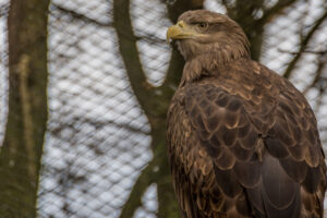 056-2015-12-12 Yill in dierenpark Rhenen