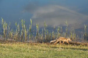 057-2014-05-04 Amsterdamse waterleidingduinen Les 6