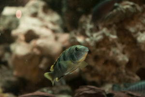 057-2014-12-18 Aquaria Hans Eijken