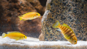 057-2015-01-17 Aquarium