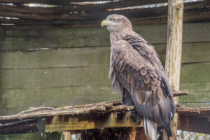 057-2015-12-12 Yill in dierenpark Rhenen