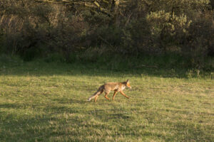 058-2014-05-04 Amsterdamse waterleidingduinen Les 6