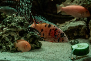 058-2014-12-18 Aquaria Hans Eijken