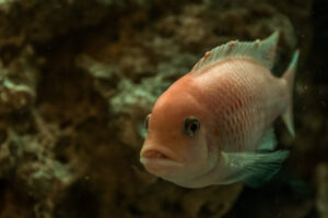 059-2014-12-18 Aquaria Hans Eijken