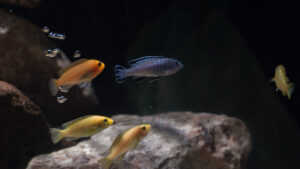 059-2015-01-17 Aquarium