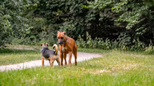 059-2015-07-04 Camping Warnsveld
