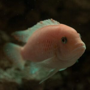 060-2014-12-18 Aquaria Hans Eijken
