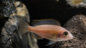 060-2015-01-17 Aquarium