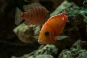 061-2014-12-18 Aquaria Hans Eijken