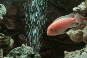 062-2014-12-18 Aquaria Hans Eijken