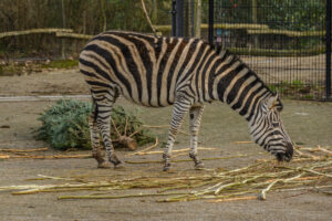 062-2015-02-08 Dierentuin Blijdorp