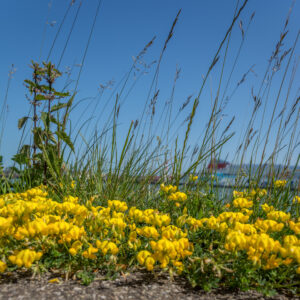 062-2015-06-07 Nieuwe Waterweg