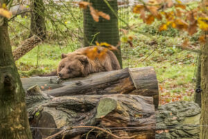 062-2015-12-12 Yill in dierenpark Rhenen