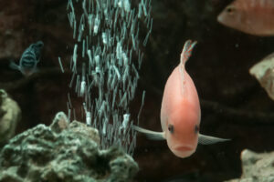 063-2014-12-18 Aquaria Hans Eijken