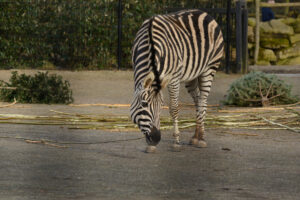 063-2015-02-08 Dierentuin Blijdorp