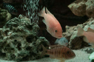 064-2014-12-18 Aquaria Hans Eijken