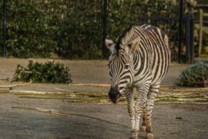 064-2015-02-08 Dierentuin Blijdorp