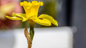 064-2015-04-12 Marken