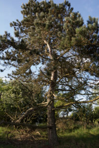 065-2014-05-04 Amsterdamse waterleidingduinen Les 6