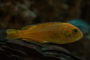 065-2014-12-18 Aquaria Hans Eijken