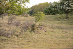 066-2014-05-04 Amsterdamse waterleidingduinen Les 6