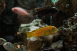 066-2014-12-18 Aquaria Hans Eijken