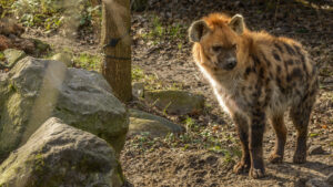066-2015-02-08 Dierentuin Blijdorp