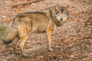 066-2015-12-12 Yill in dierenpark Rhenen