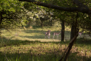 067-2014-05-04 Amsterdamse waterleidingduinen Les 6