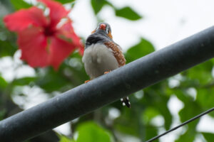 068-2014-08-17 Vlinders aan de Vliet