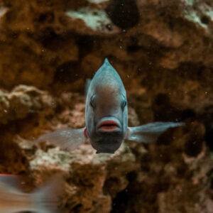068-2014-12-18 Aquaria Hans Eijken