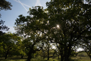 069-2014-05-04 Amsterdamse waterleidingduinen Les 6
