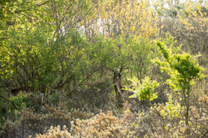 070-2014-05-04 Amsterdamse waterleidingduinen Les 6