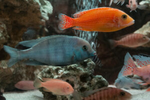 070-2014-12-18 Aquaria Hans Eijken