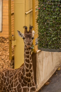 070-2015-02-08 Dierentuin Blijdorp