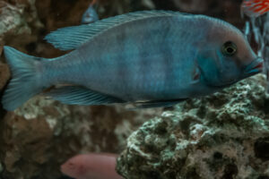 071-2014-12-18 Aquaria Hans Eijken