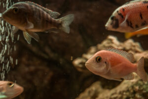 072-2014-12-18 Aquaria Hans Eijken