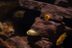 072-2015-01-17 Aquarium