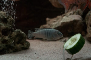 073-2014-12-18 Aquaria Hans Eijken