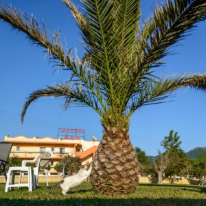 073-2015-05-12 Vakantie Corfu