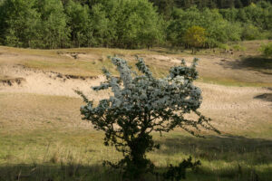 074-2014-05-04 Amsterdamse waterleidingduinen Les 6