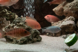 074-2014-12-18 Aquaria Hans Eijken