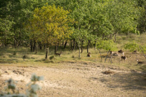 075-2014-05-04 Amsterdamse waterleidingduinen Les 6