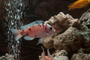 075-2014-12-18 Aquaria Hans Eijken