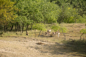 076-2014-05-04 Amsterdamse waterleidingduinen Les 6