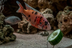 076-2014-12-18 Aquaria Hans Eijken
